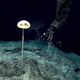 This newly discovered sponge is called Advhena magnifica, which means “magnificent alien” in Latin. It is also known as the “E.T. sponge.”